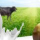 The Ultimate Guide to WellHealthOrganic Buffalo Milk Tag