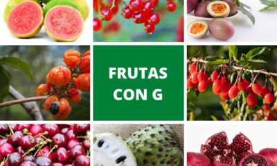 Exploring the World of Fruta con O: A Culinary Journey